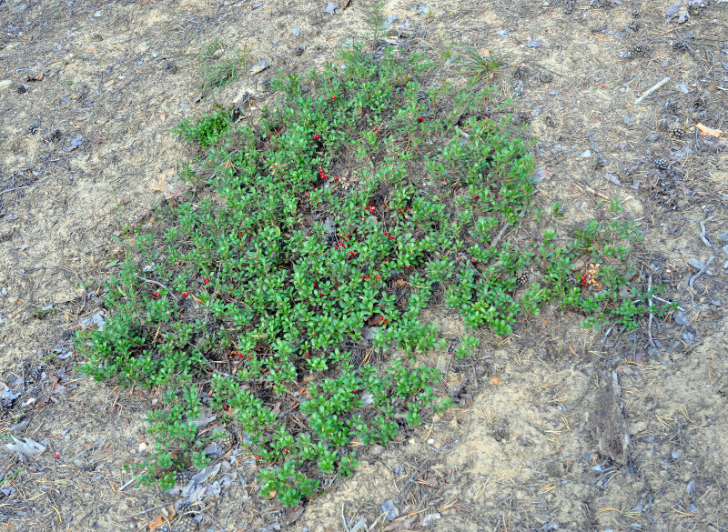 Изображение особи Arctostaphylos uva-ursi.