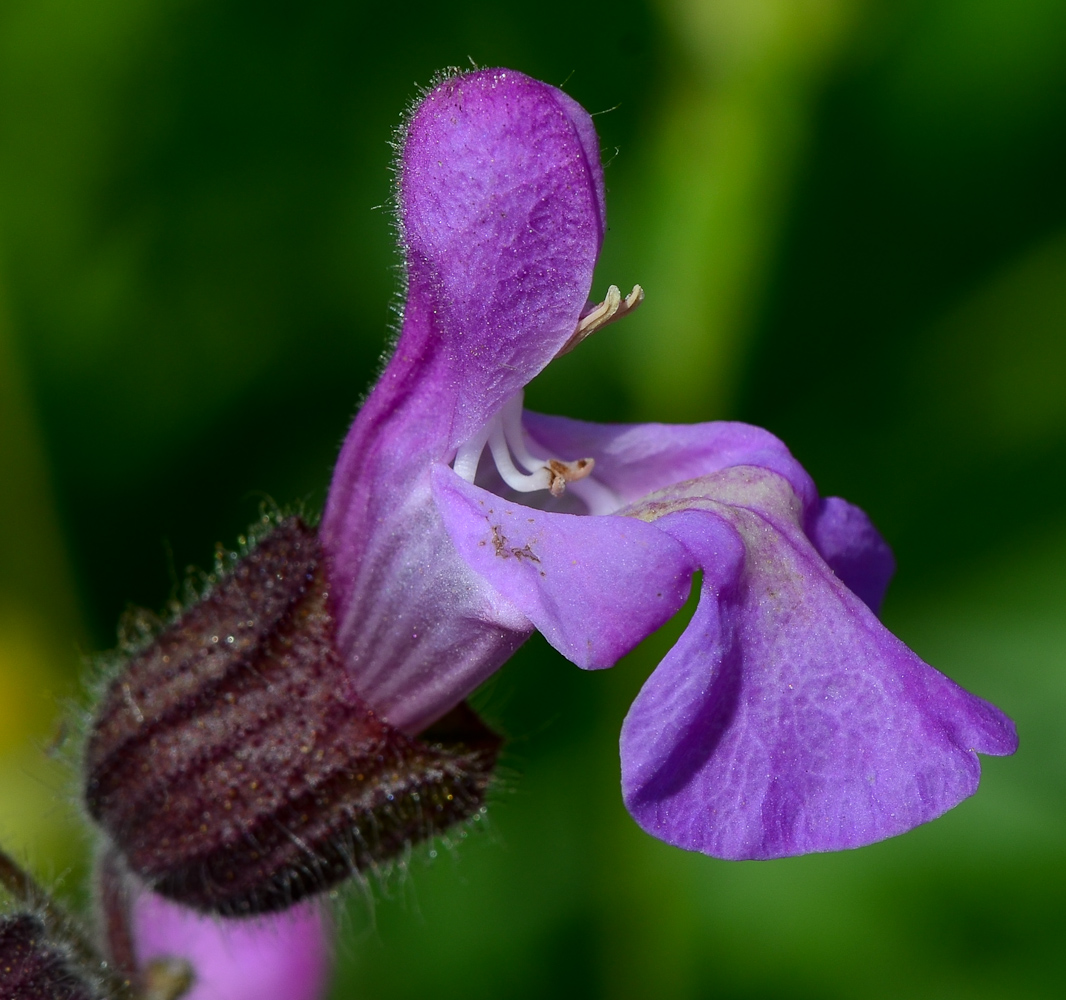 Изображение особи Salvia pinnata.