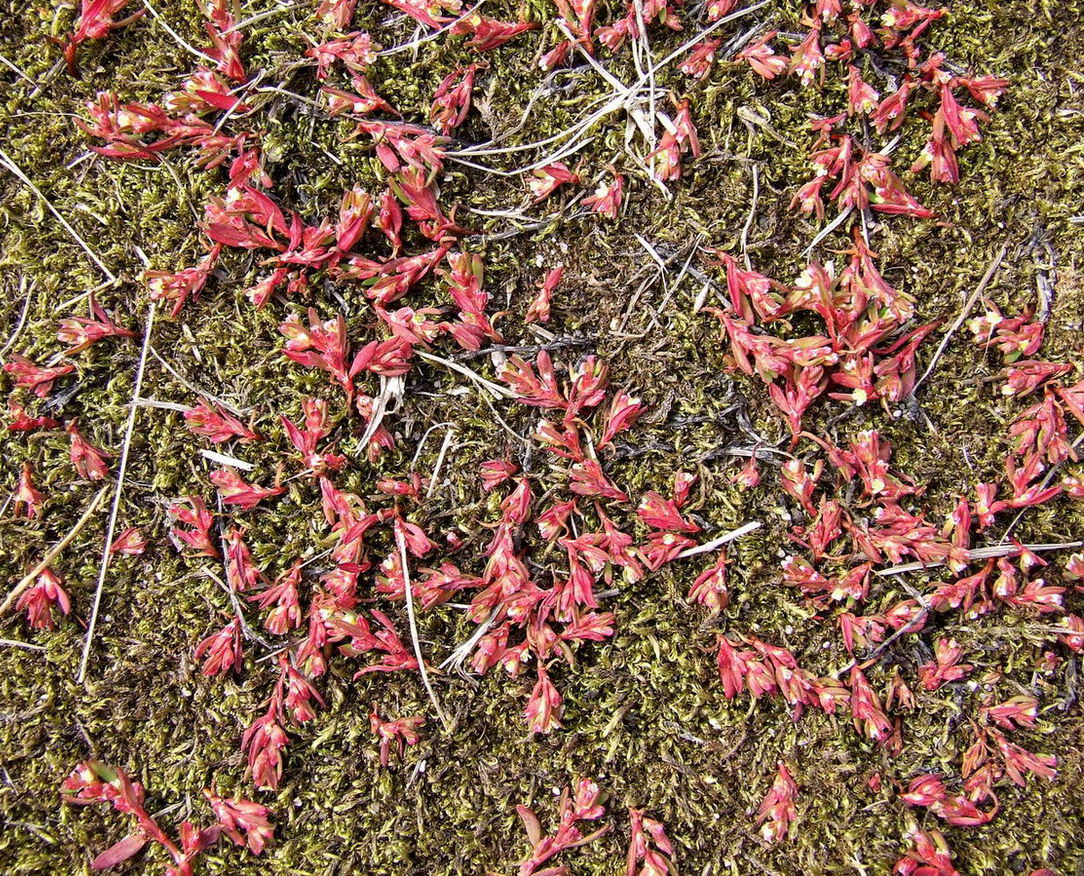 Image of genus Polygonum specimen.