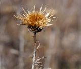 familia Asteraceae. Верхушка засохшего растения с соплодием. Амурская обл., в ~ 32 км севернее Благовещенска, понижение между полями. 08.10.2014.