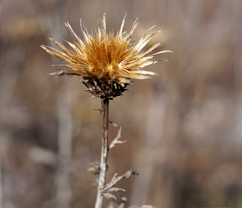 Изображение особи семейство Asteraceae.