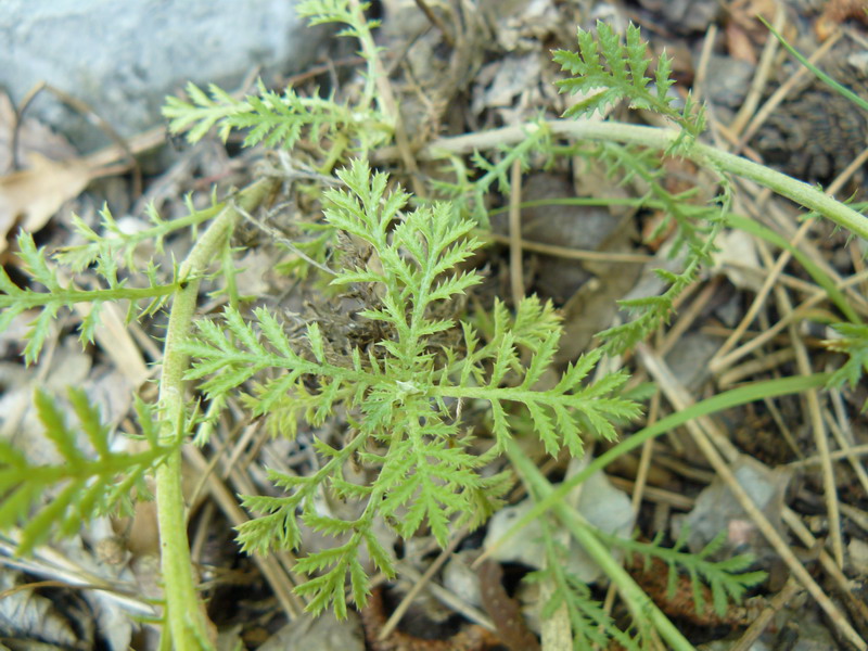 Image of Anthemis tinctoria specimen.