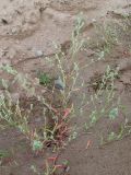 Corispermum hyssopifolium