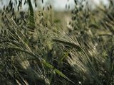 Hordeum distichon. Соплодие. Белгородская обл., окр. пос. Борисовка, овсово-ячменные посевы. 30.06.2009.