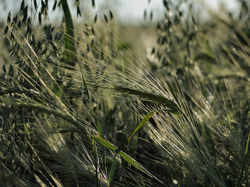 Image of Hordeum distichon specimen.