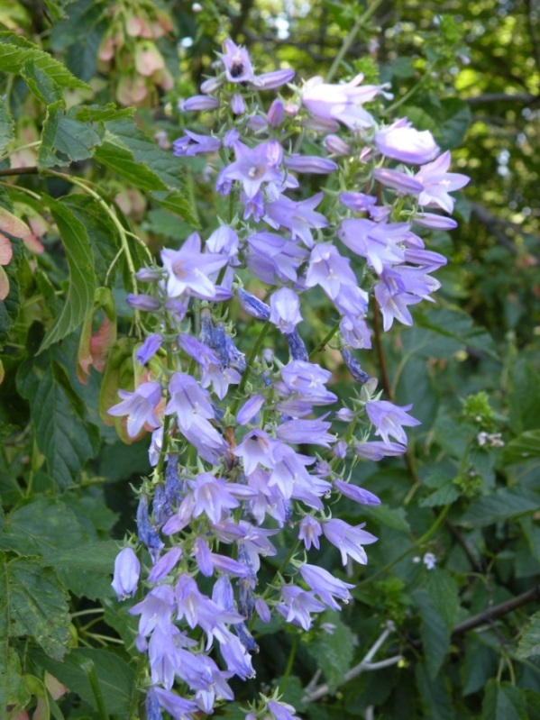 Image of Campanula rapunculoides specimen.