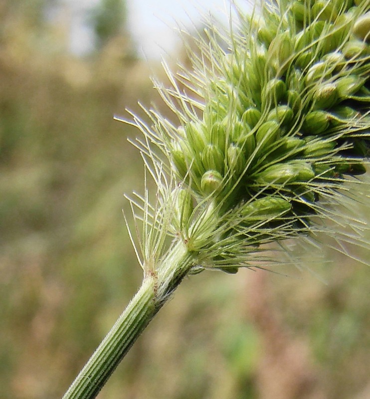 Image of Setaria viridis specimen.