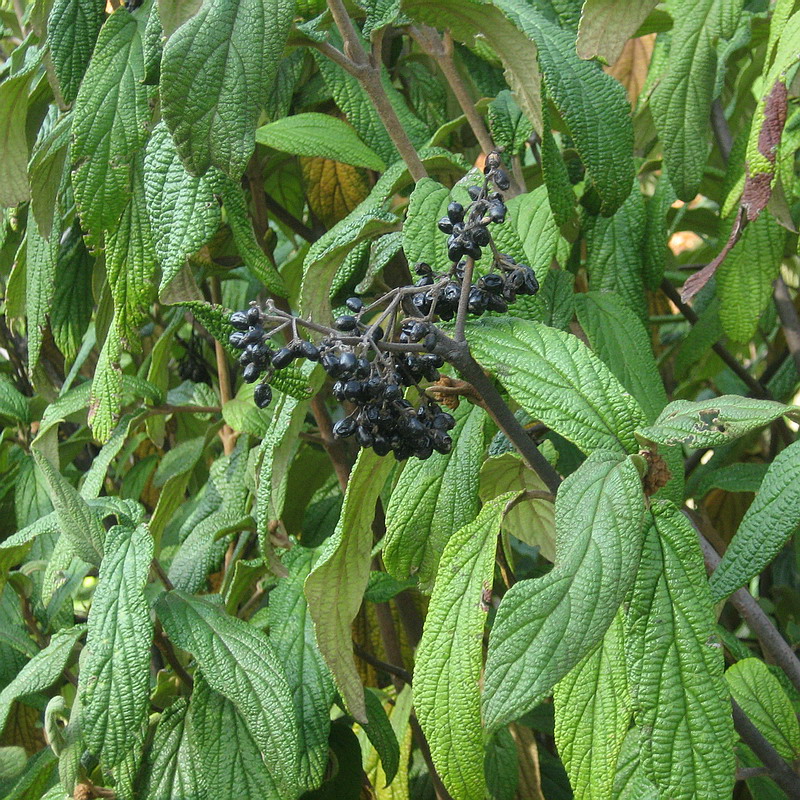 Image of Viburnum rhytidophyllum specimen.