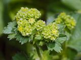 genus Alchemilla. Верхушка цветущего растения. Московская обл., Раменский р-н, окр. деревни Хрипань. 27.05.2009.