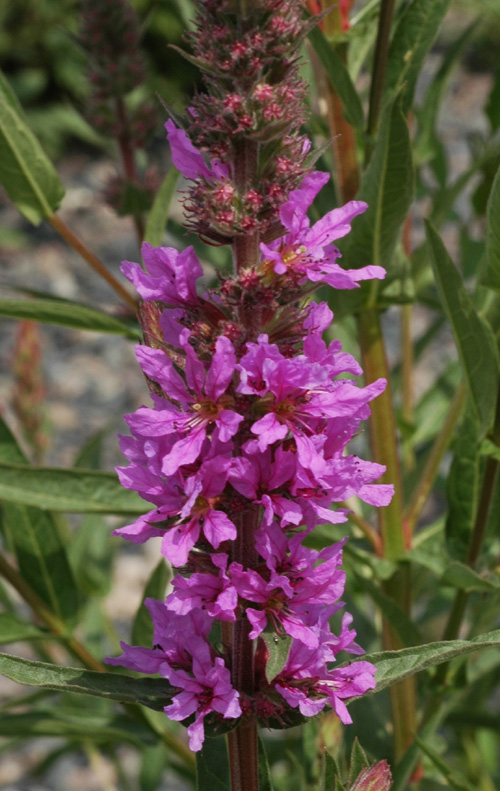 Image of Lythrum salicaria specimen.