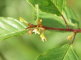 Frangula alnus