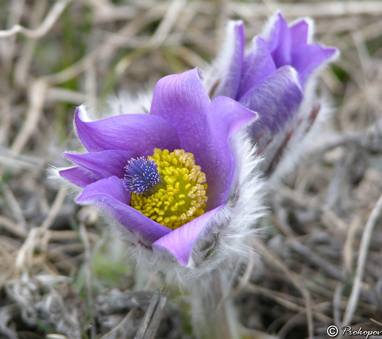 Изображение особи Pulsatilla taurica.