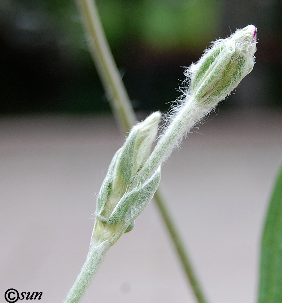 Image of Lychnis coronaria specimen.
