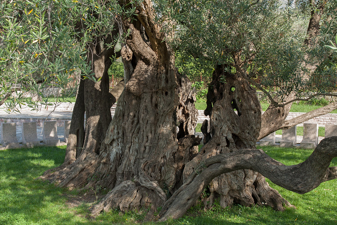 Image of Olea europaea specimen.
