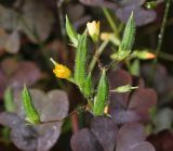 Oxalis stricta