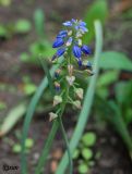 Muscari botryoides