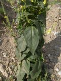 Verbascum pyramidatum