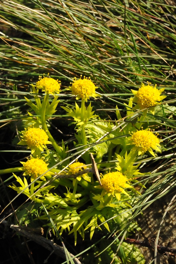 Image of Sanicula arctopoides specimen.