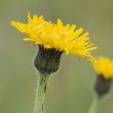 Trommsdorffia maculata. Соцветие. Адыгея, Майкопский р-н, плато Лаго-Наки, хр. Каменное море. 19.07.2015.