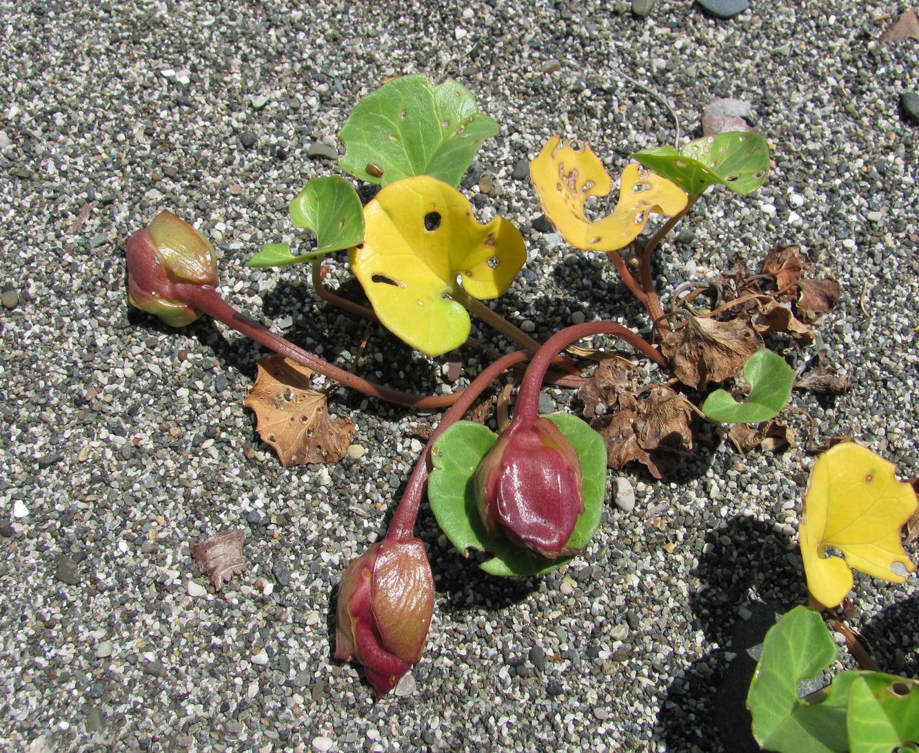 Image of Calystegia soldanella specimen.