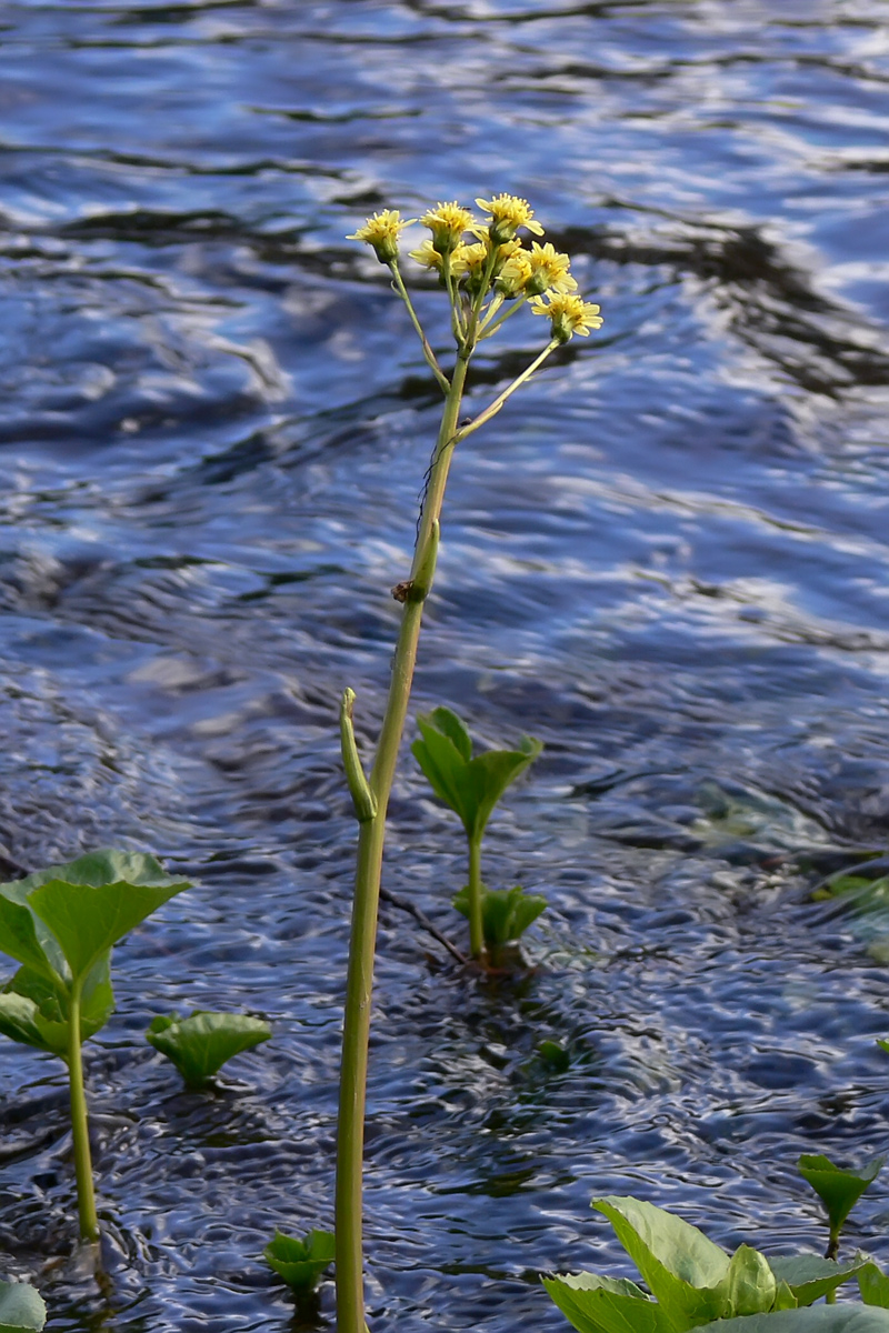 Изображение особи Petasites radiatus.