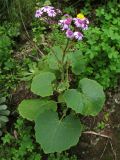 Pericallis webbii