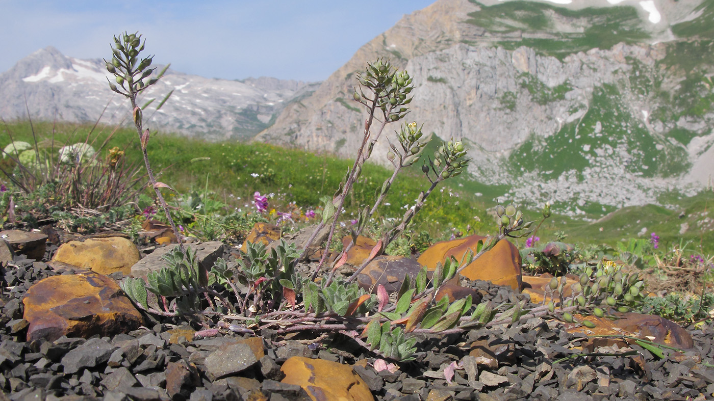 Image of Alyssum oschtenicum specimen.