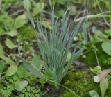 Ornithogalum comosum