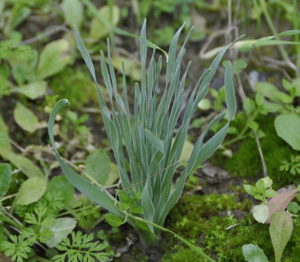 Изображение особи Ornithogalum comosum.