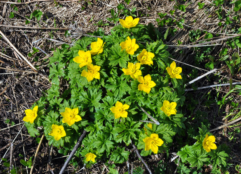 Image of Trollius ranunculinus specimen.