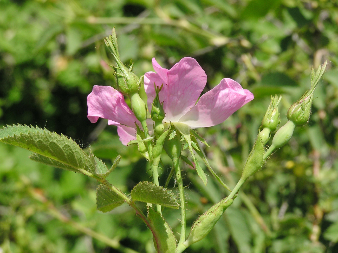 Image of genus Rosa specimen.