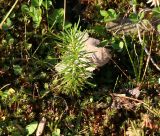 Larix sibirica. Молодое растение. Восточно-Казахстанская обл., окр. Малоульбинского вдхр., белок Россыпной, возле Золотой горы, обочина грунтовой дороги на крутом склоне горы. 30.07.2008.
