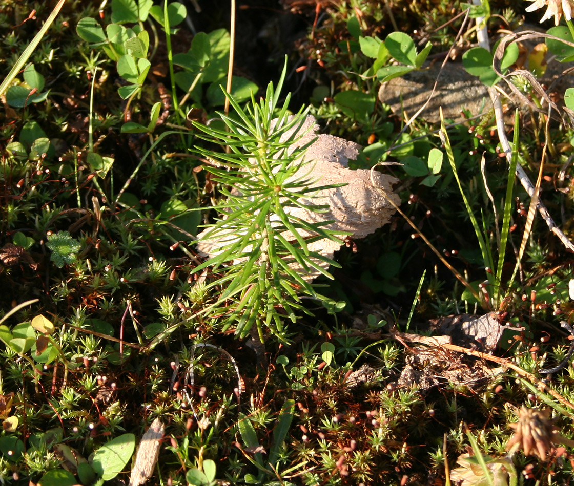 Изображение особи Larix sibirica.