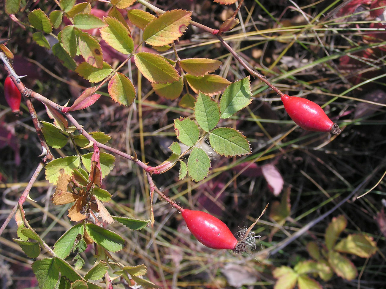 Image of genus Rosa specimen.