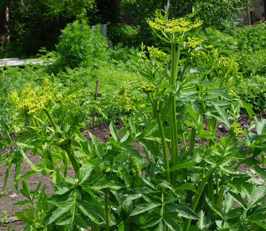 Изображение особи Pastinaca sativa.