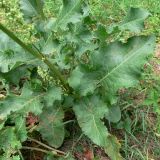 Rumex confertus. Нижняя часть побега. Челябинская обл., окр. г. Челябинск, Золотая горка, разнотравная поляна в берёзовом лесу. 30.06.2014.