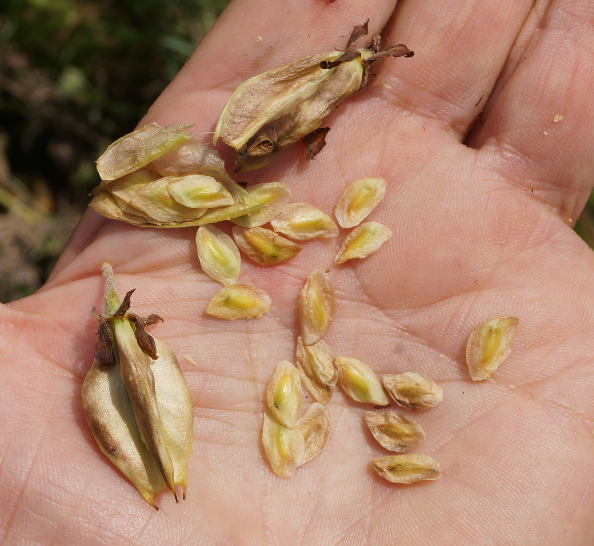 Изображение особи Veratrum nigrum.