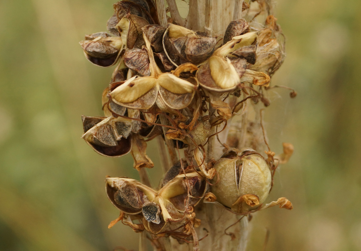 Изображение особи Eremurus altaicus.