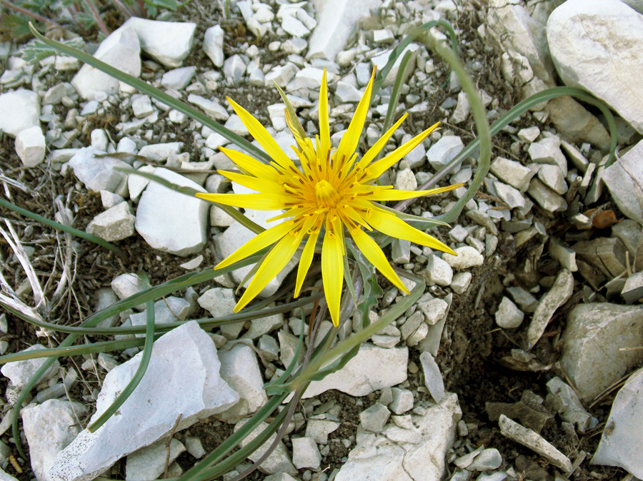 Image of Tragopogon pusillus specimen.