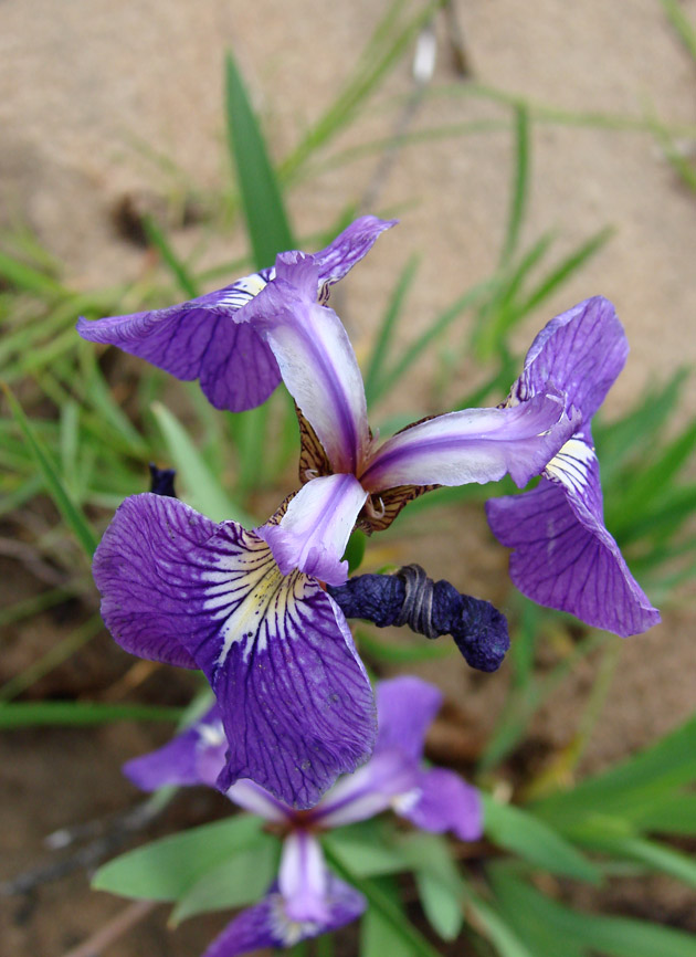 Image of Iris setosa specimen.