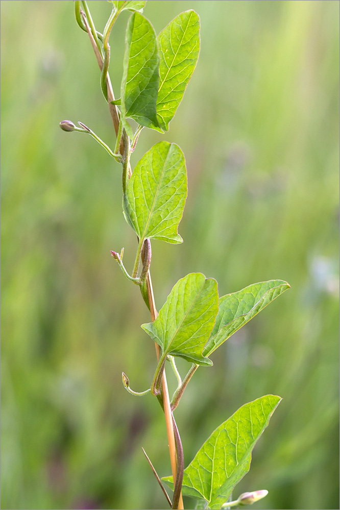 Изображение особи Convolvulus arvensis.