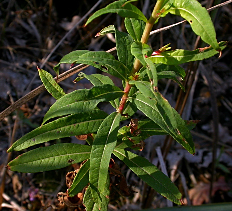 Image of Chamaenerion angustifolium specimen.