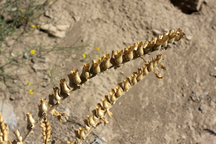 Изображение особи Hyoscyamus niger.