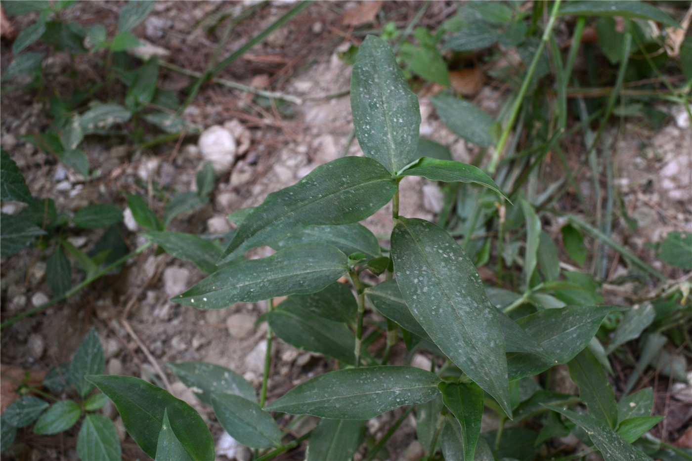 Изображение особи Commelina communis.