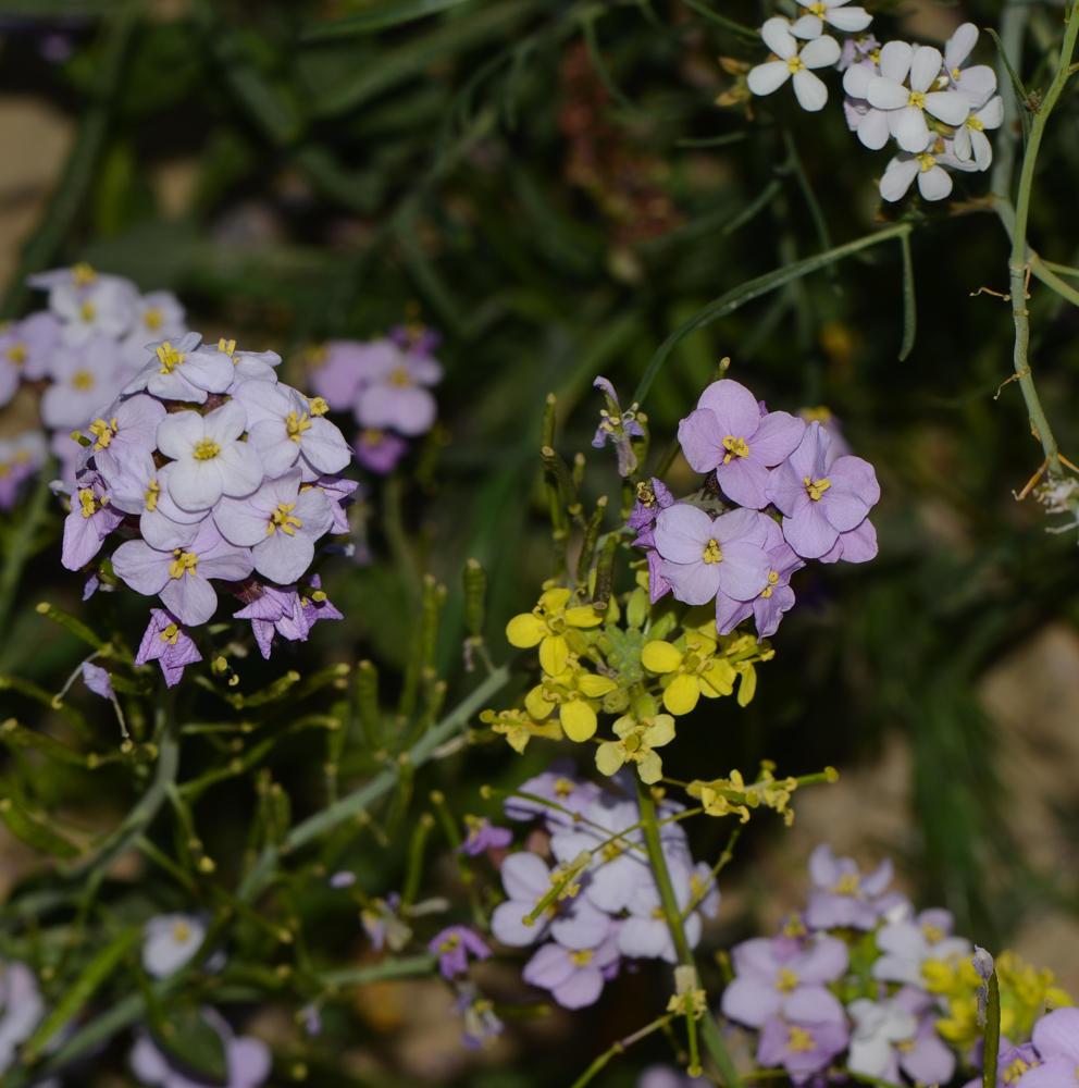 Изображение особи Diplotaxis acris.