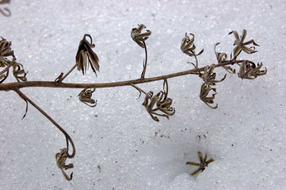 Image of Cicerbita uralensis specimen.