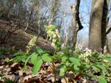 Corydalis marschalliana