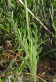 Papaver albiflorum. Стеблевые листья. Крым, окр. Балаклавы, поляна в высокоможжевеловом редколесье. 30 апреля 2016 г.