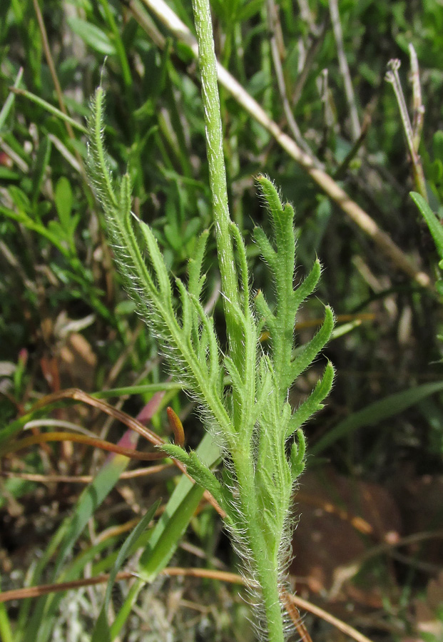 Image of Papaver albiflorum specimen.