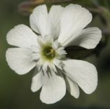 Melandrium latifolium